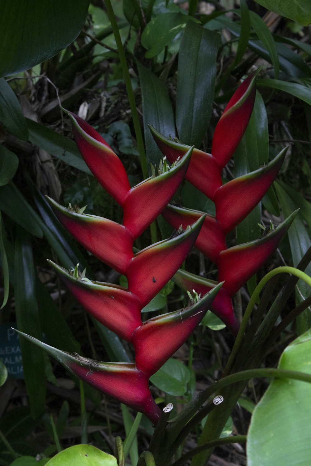 a red flower with green leaves