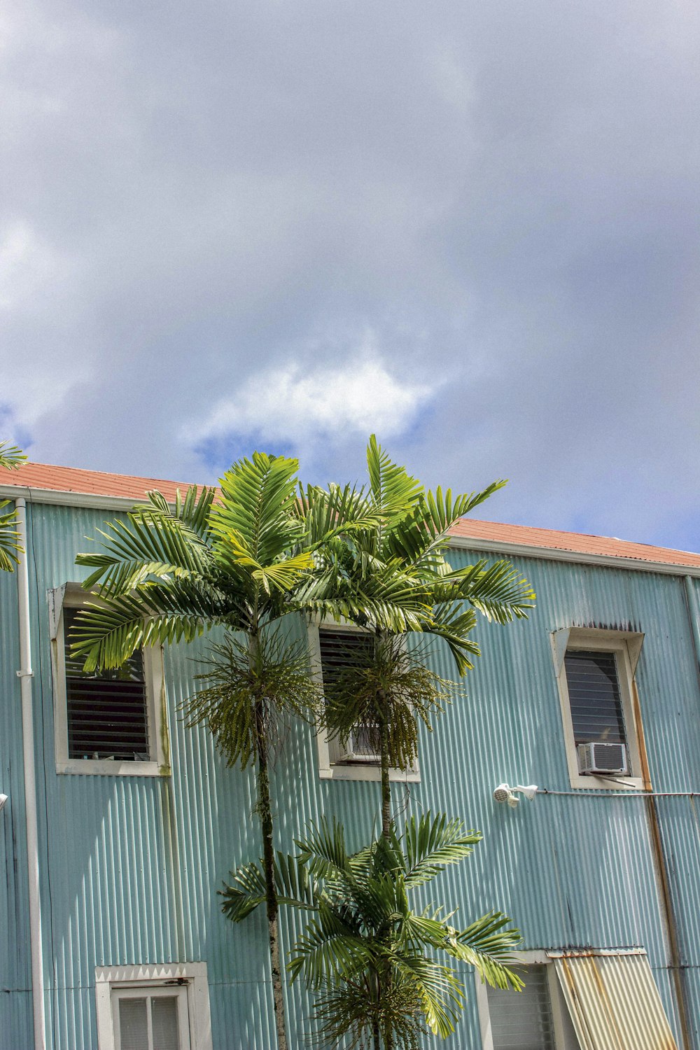 una palmera frente a una casa