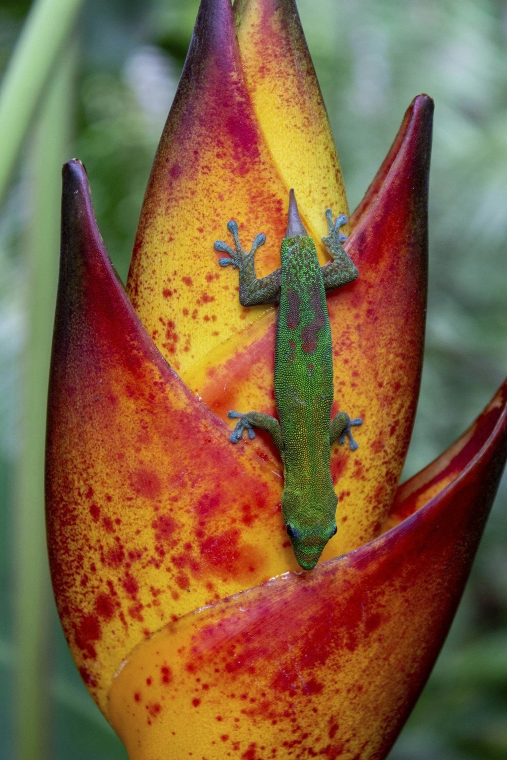 a close up of a flower