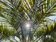 Sunlight filtering through the leaves of a mature palm tree at the nursery.