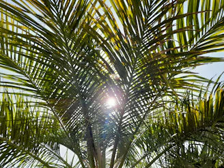 Sunlight filtering through the leaves of a mature palm tree at the nursery.