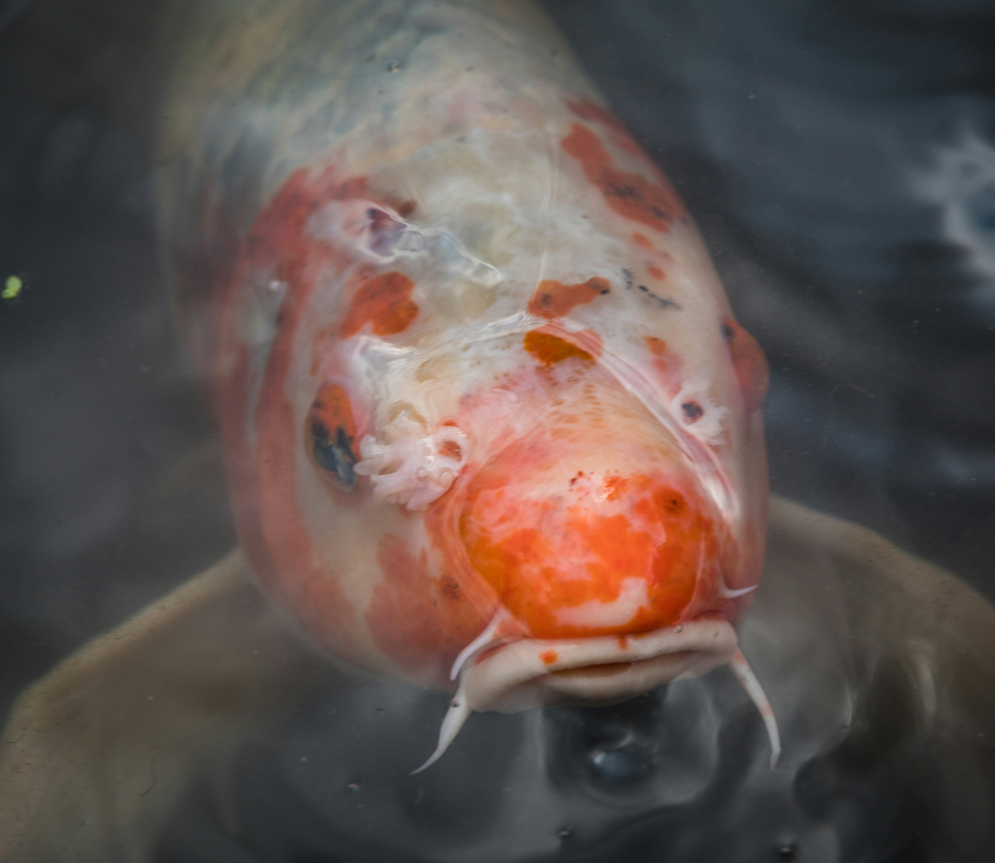 Close-up ikan