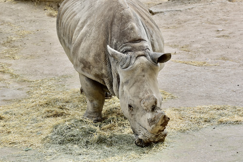 Un rinoceronte che mangia fieno