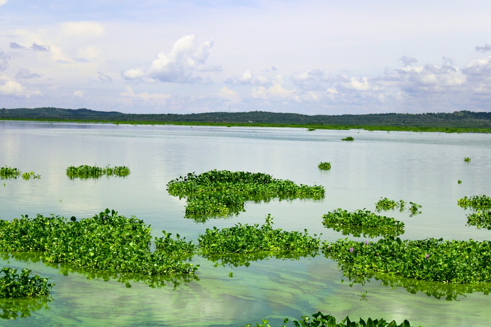 a body of water with plants growing in it