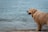 Happy golden retriever shaking off water next to a bright orange Mutt Wash station on a sunny beach.