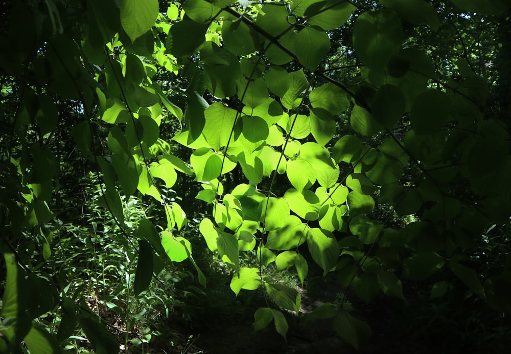 a close up of some leaves