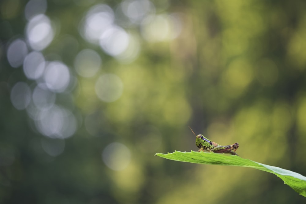 Ein Käfer auf einem Blatt