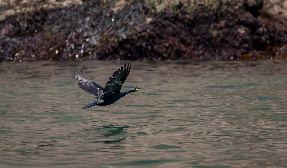 a bird flying over water