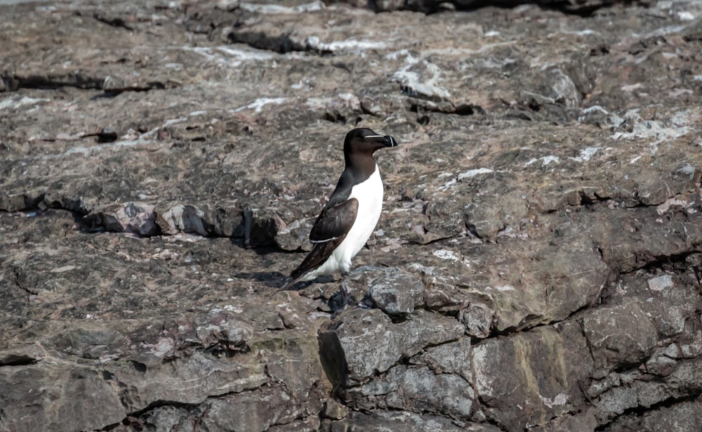 a penguin sitting on a rocky surface