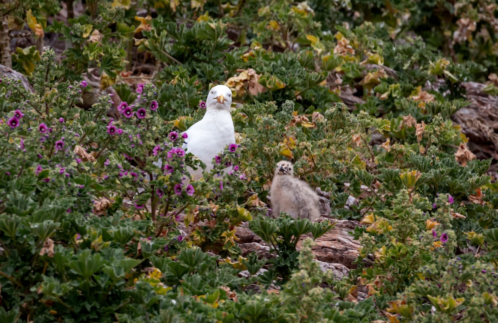 a couple of white ducks in a garden