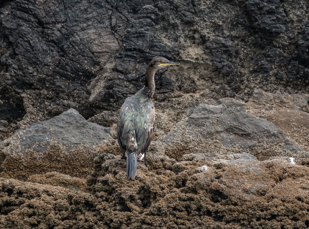 a bird standing on a rocky surface