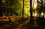 A winding forest path bathed in golden afternoon light.
