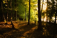 An enchanting forest path illuminated by sunlight.