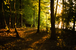 Golden light filtering through tall trees illuminating a winding forest trail