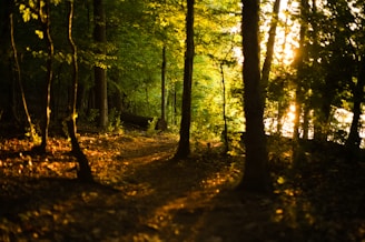 Morning sunlight streaming through tall forest trees onto a peaceful walking path.