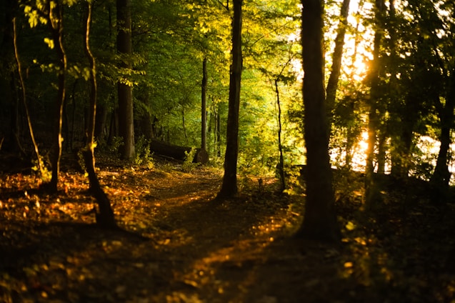 A peaceful forest path bathed in golden sunlight filtering through tall trees.