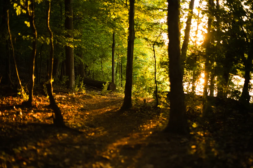 A sunlit path winding through a dense forest, leaves glowing golden in the afternoon light.