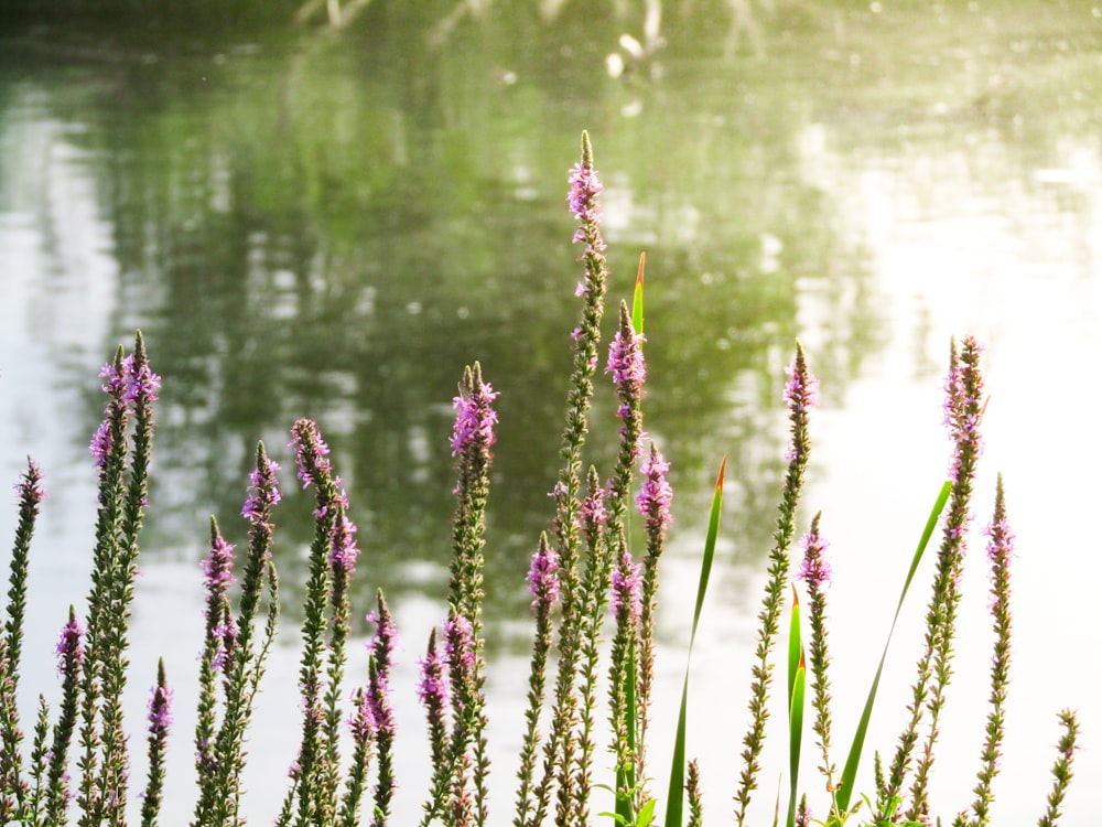 a field of purple flowers