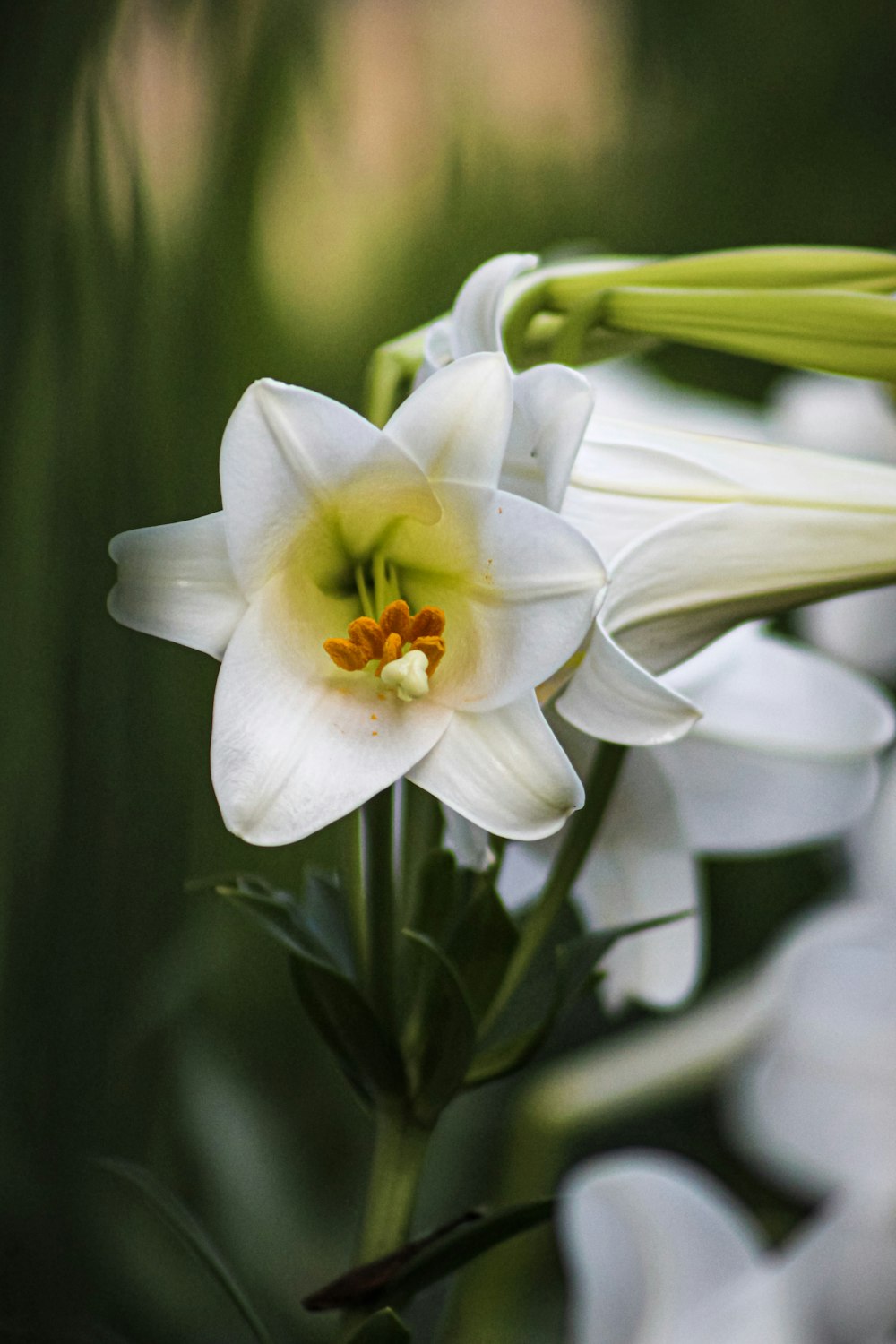 a close-up of some flowers