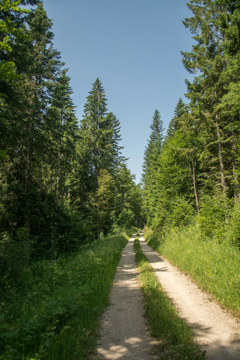 a dirt road surrounded by trees