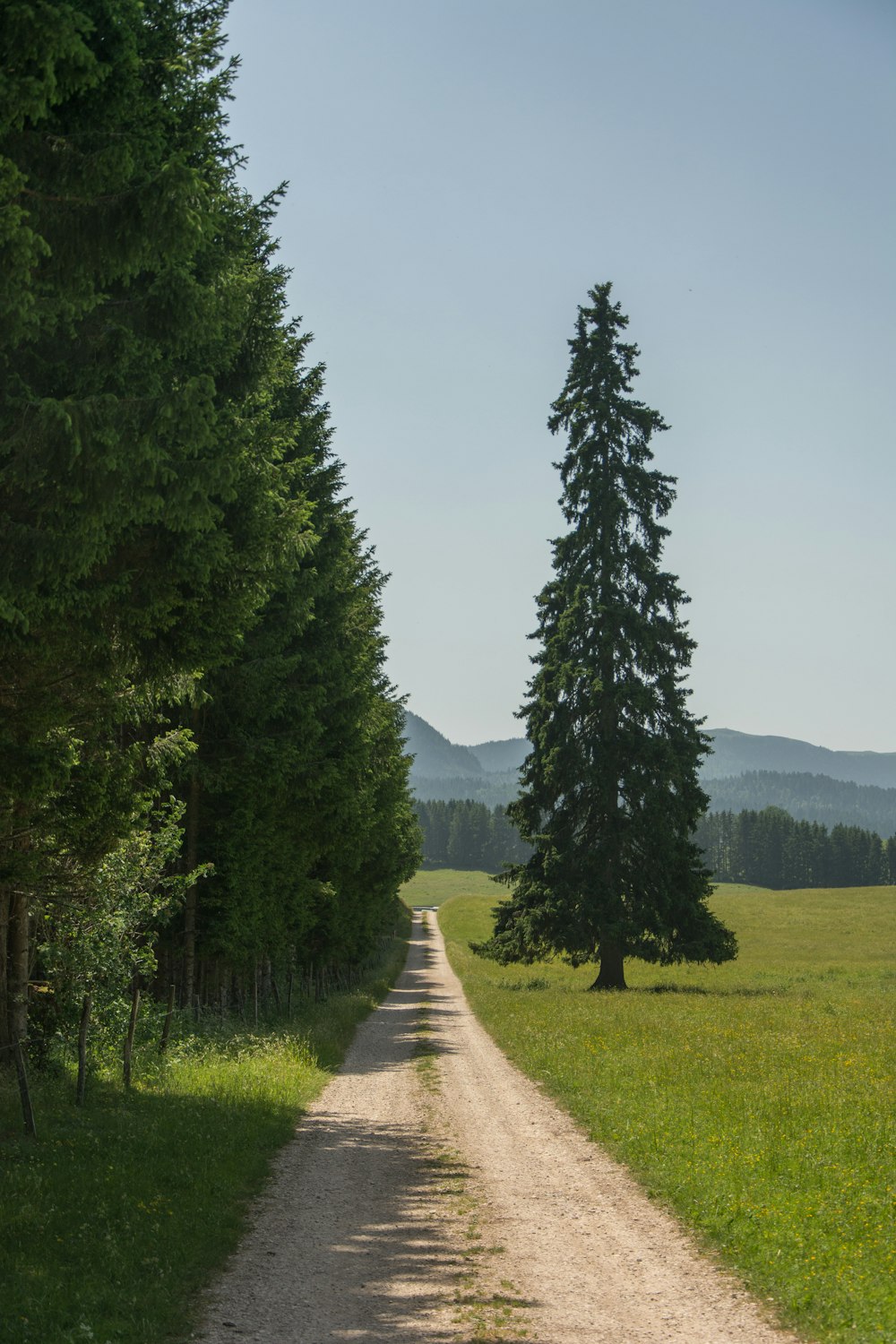 a dirt road with trees on either side of it