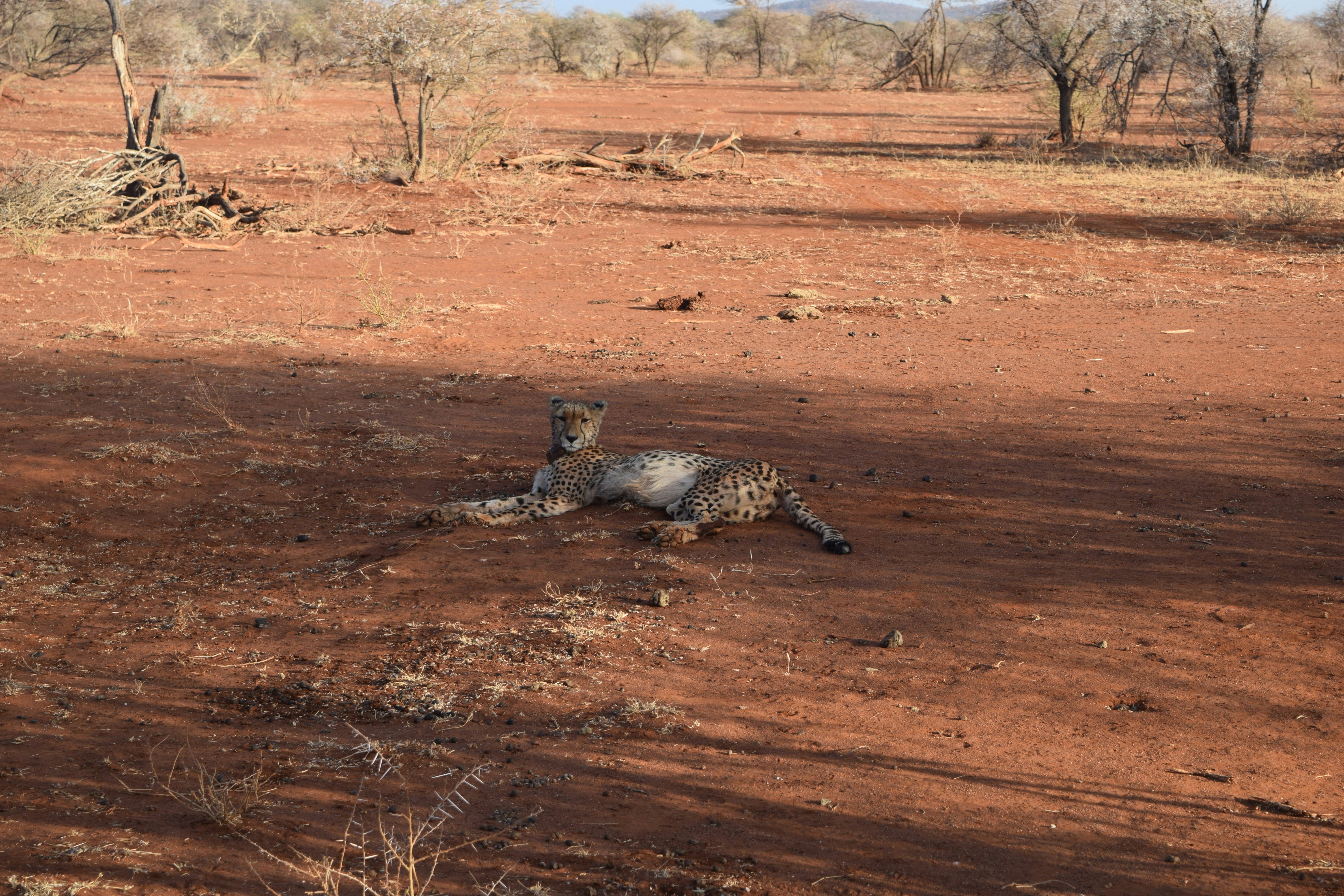 a cheetah lying on the ground in a dry field