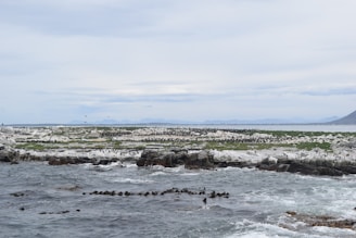 A serene view of seabirds resting on the rocky shores of the protected natural area.