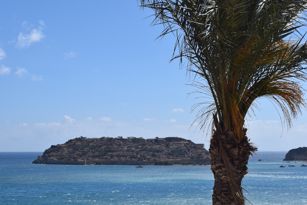 una palmera frente a un cuerpo de agua