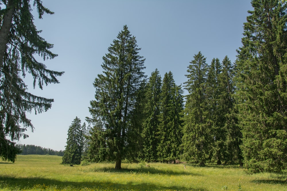 a grassy field with trees in the background