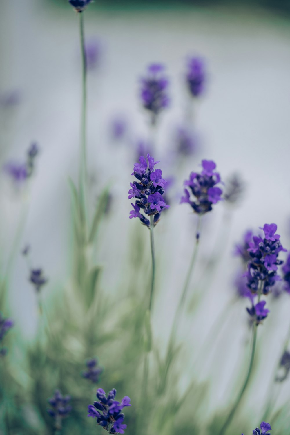 a close up of purple flowers