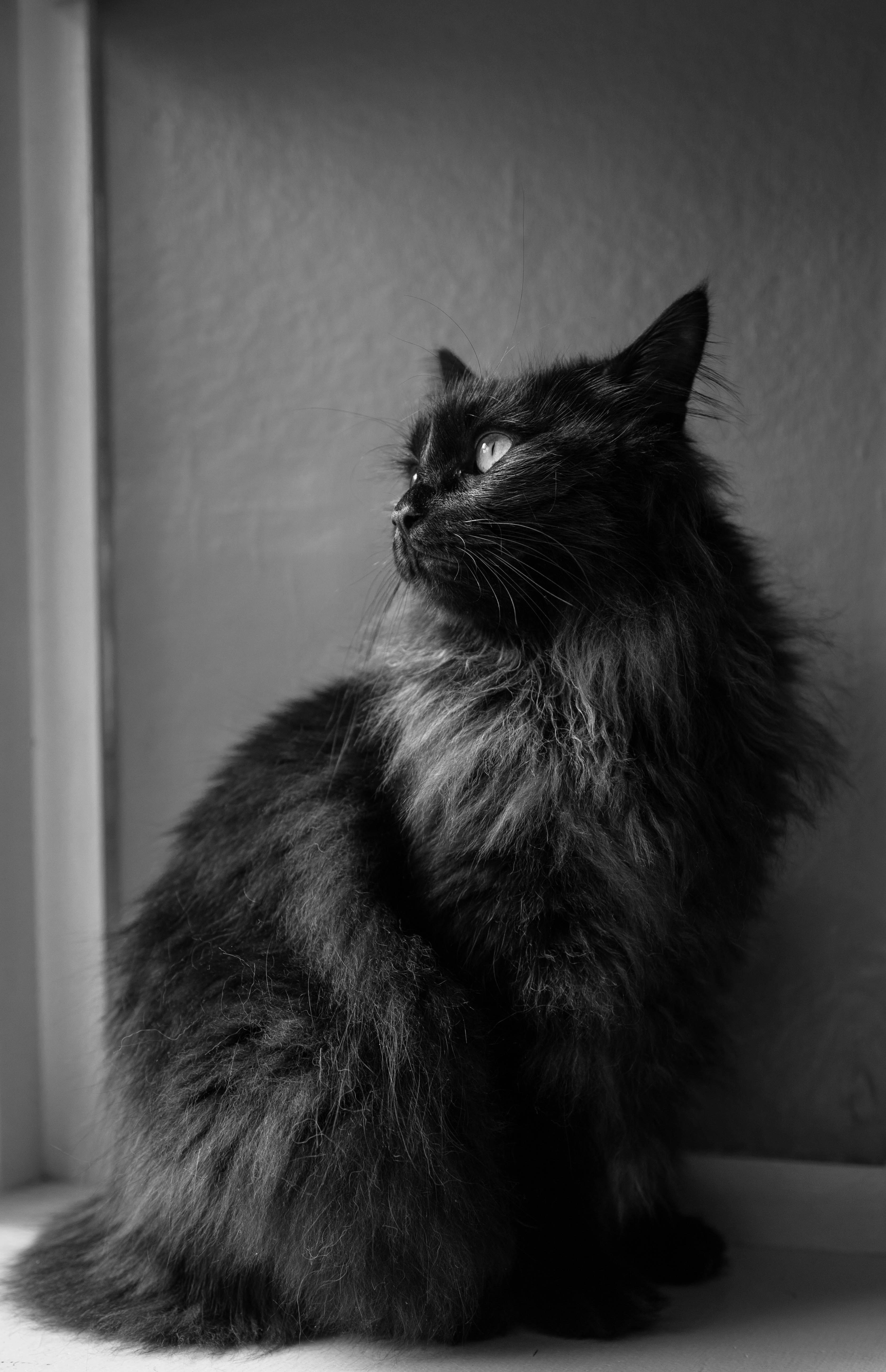 Photo by joshdixon00