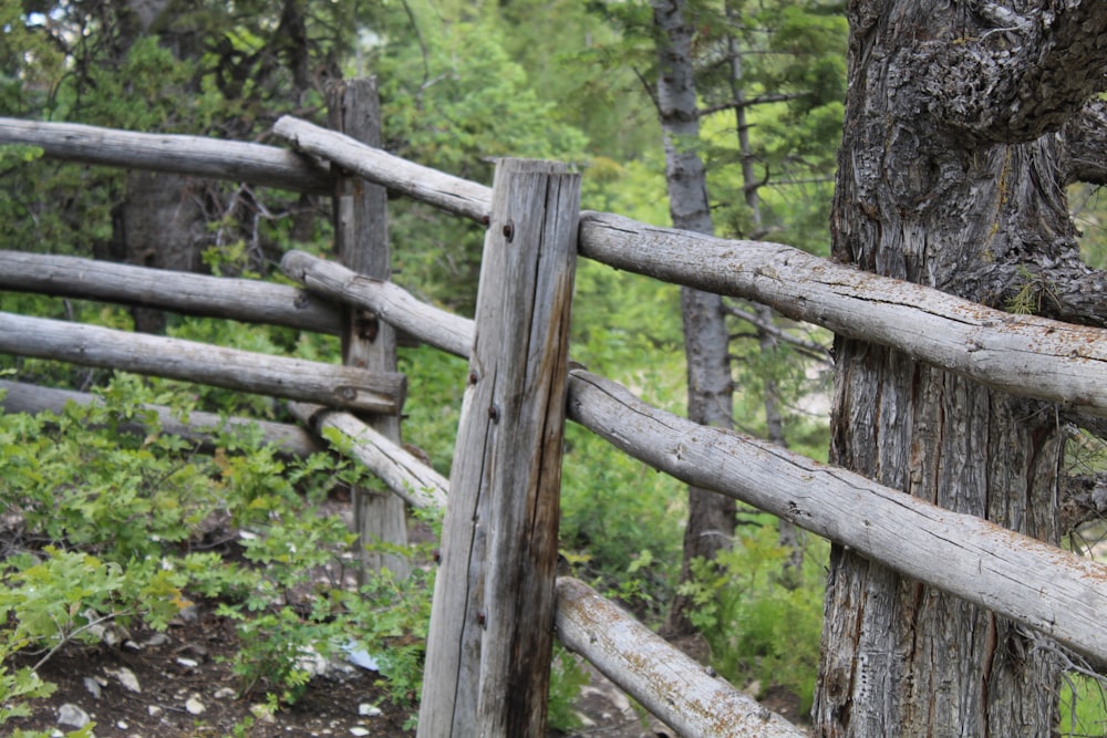 a wooden fence in the woods