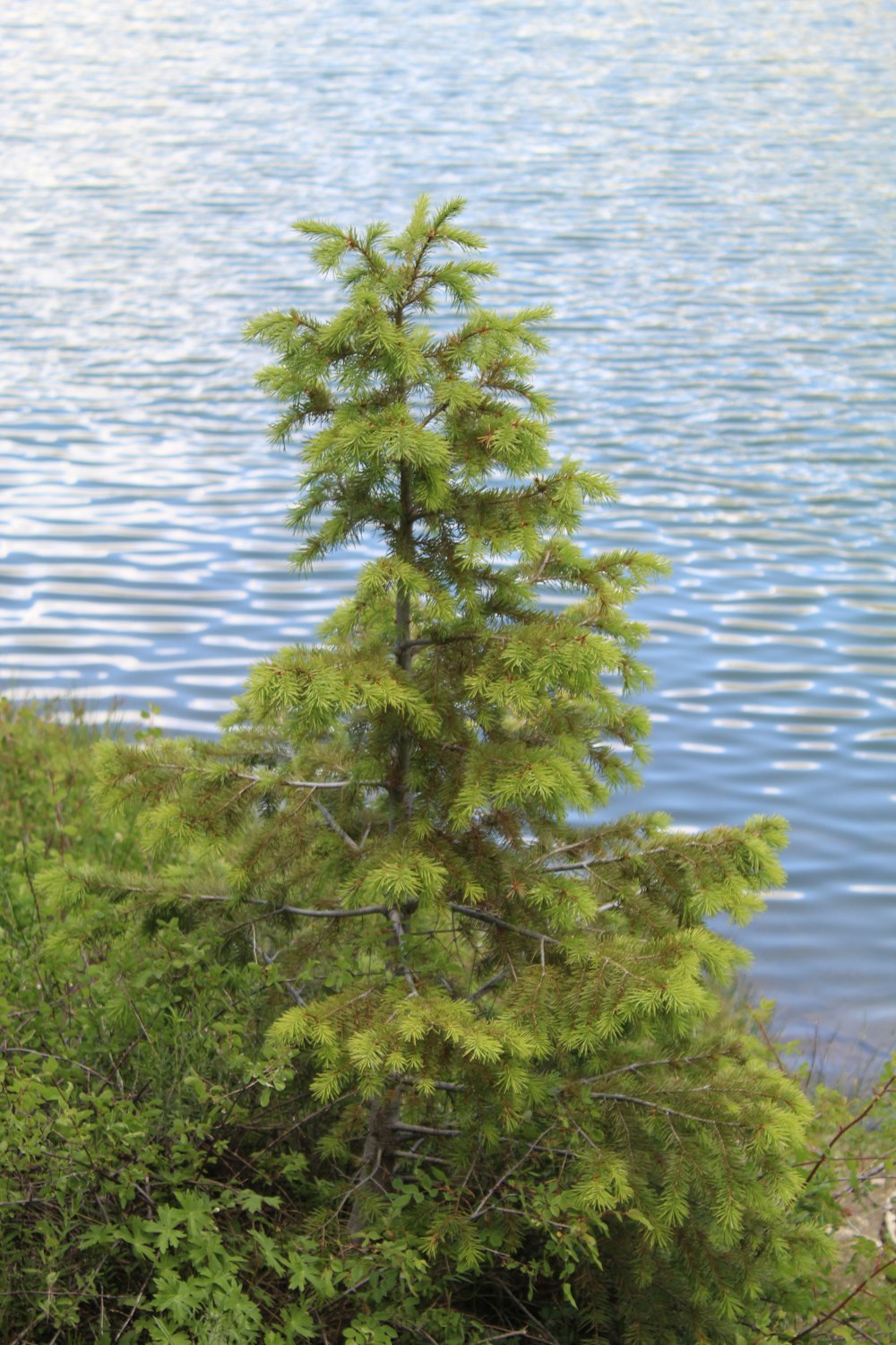 a tree with green leaves