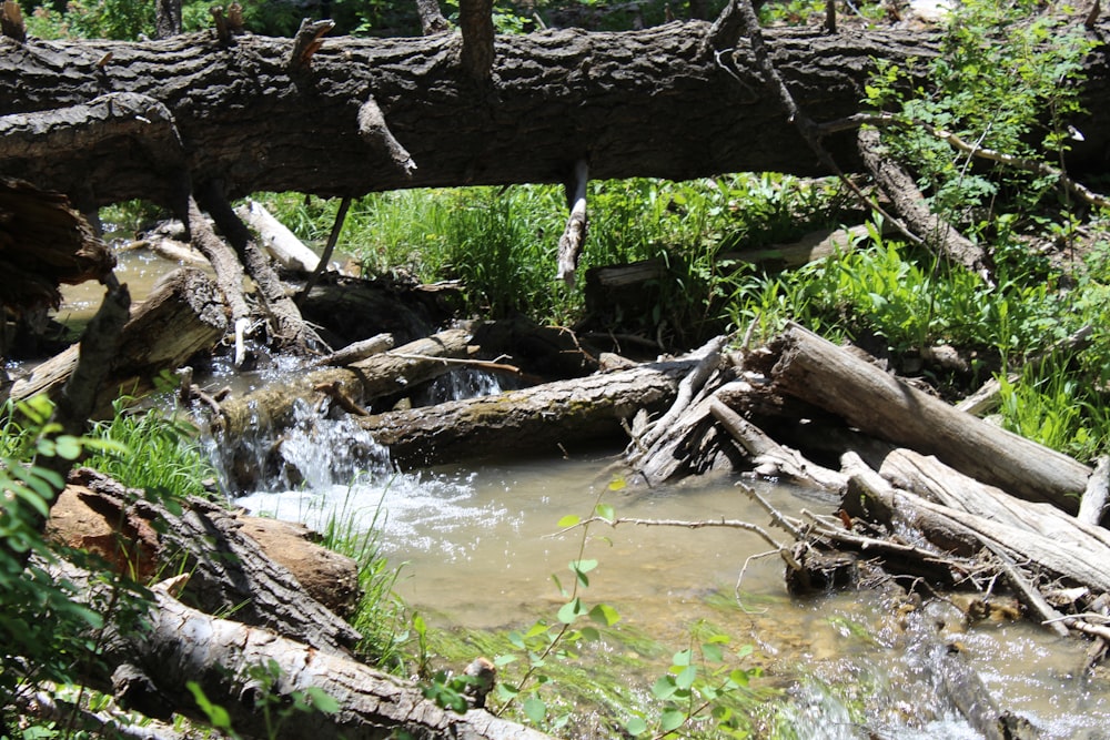 a small waterfall in a forest