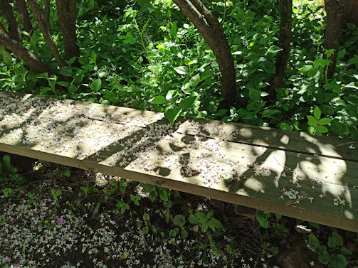 A cozy garden corner with blooming flowers and a rustic wooden bench.