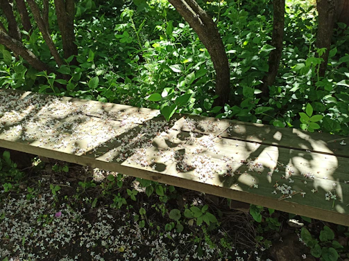 An inviting garden nook with a wooden bench nestled among blooming flowers and greenery.