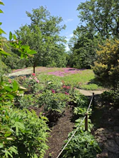 A sunlit garden path lined with blooming red and pink roses under a clear blue sky.