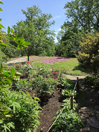 A sunlit garden path lined with blooming red and pink roses under a clear blue sky.