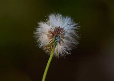 a close up of a dandelion
