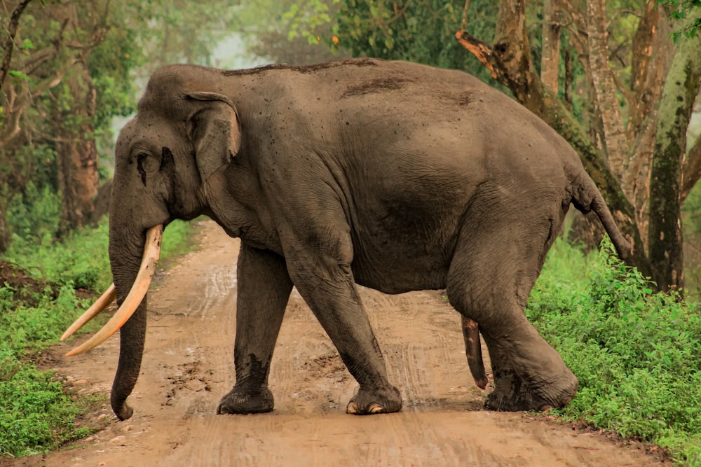 an elephant with tusks walking on a dirt path