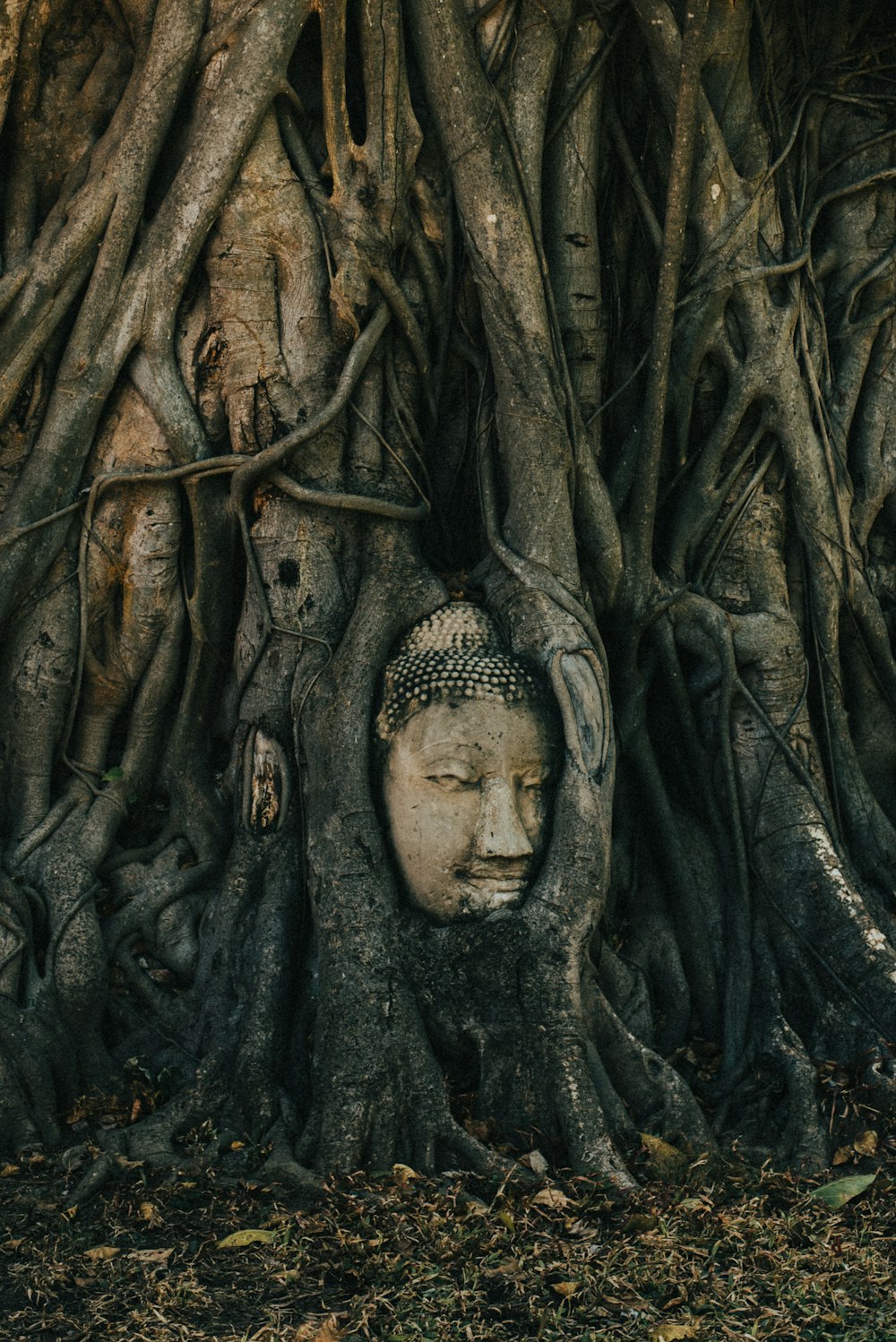 a tree with a carved face