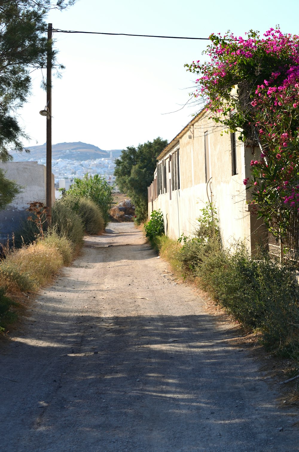 a path with plants and trees on the side