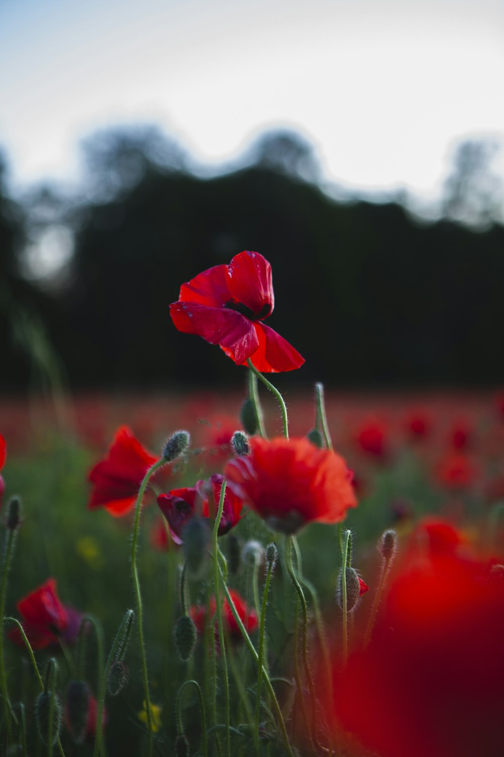 a group of red flowers