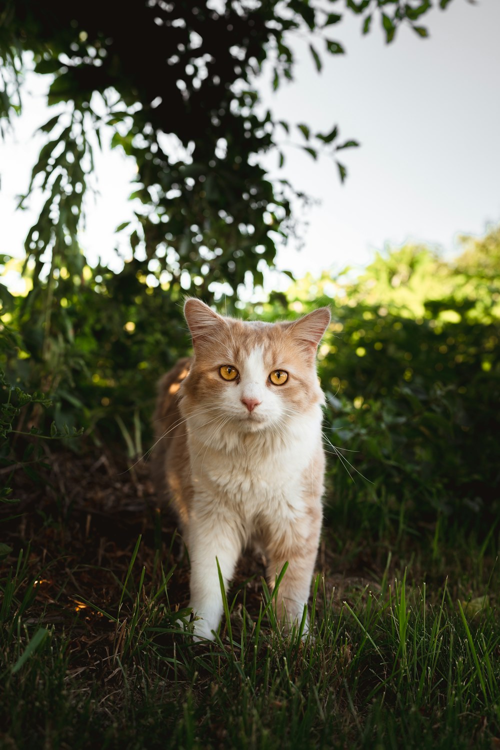 Un gato parado en la hierba