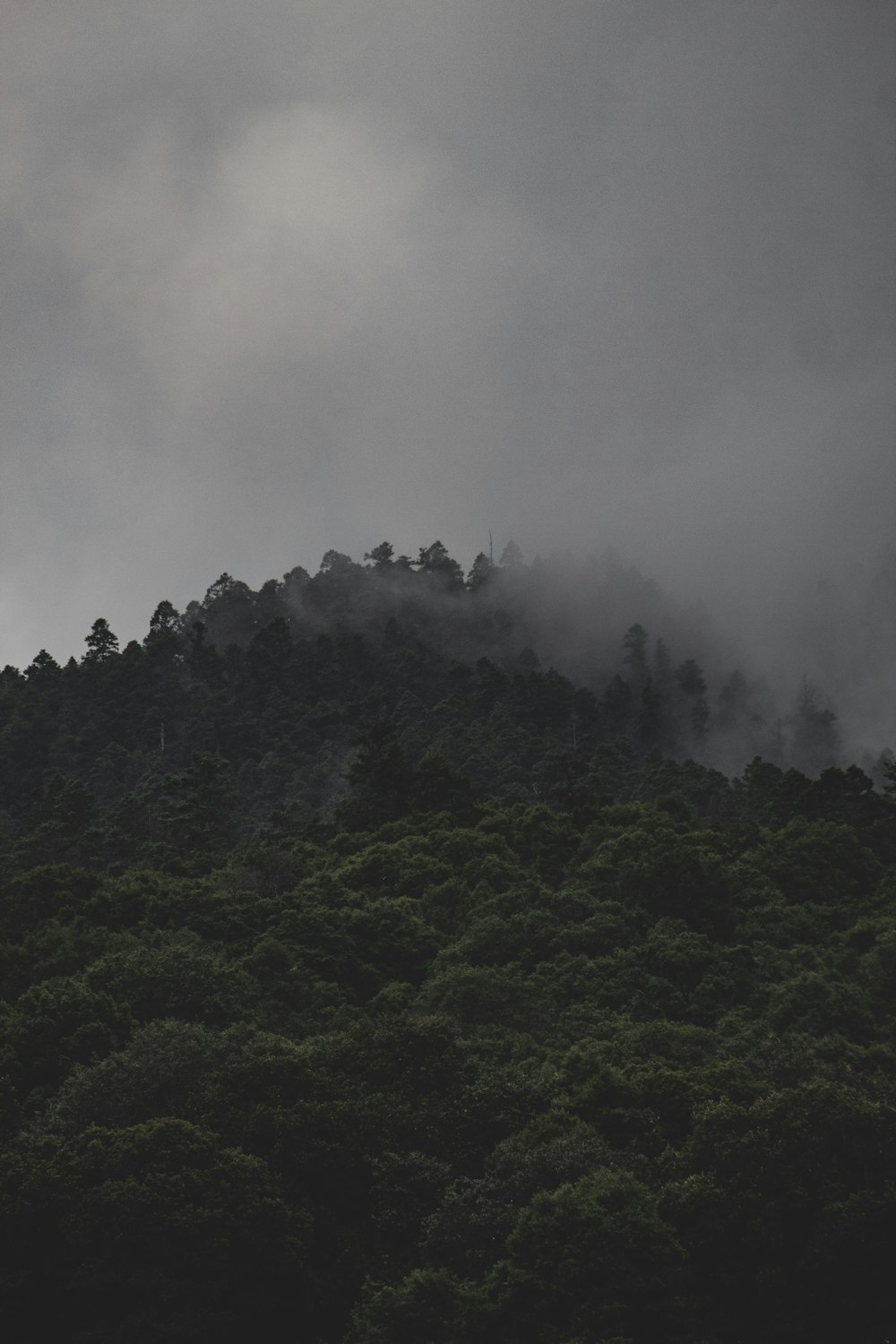 a foggy forest with trees