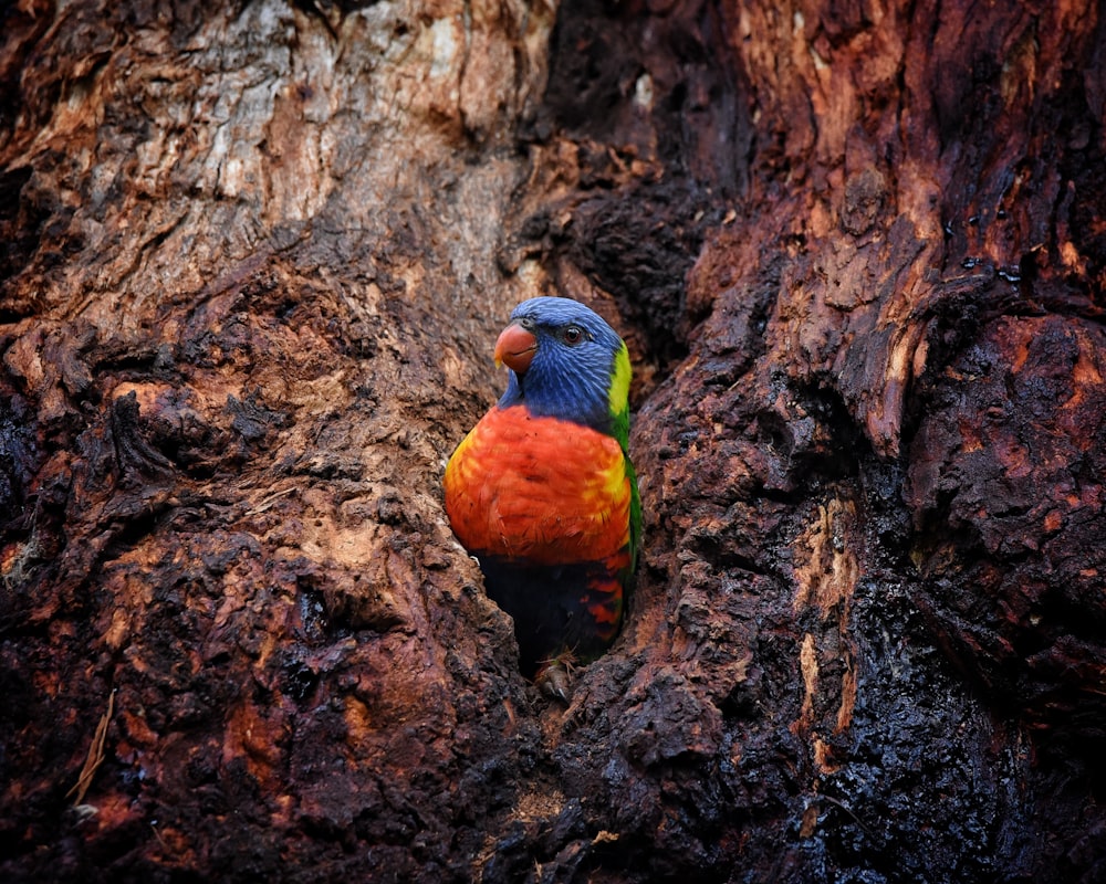 a bird sitting on a tree