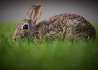 a rabbit in the grass