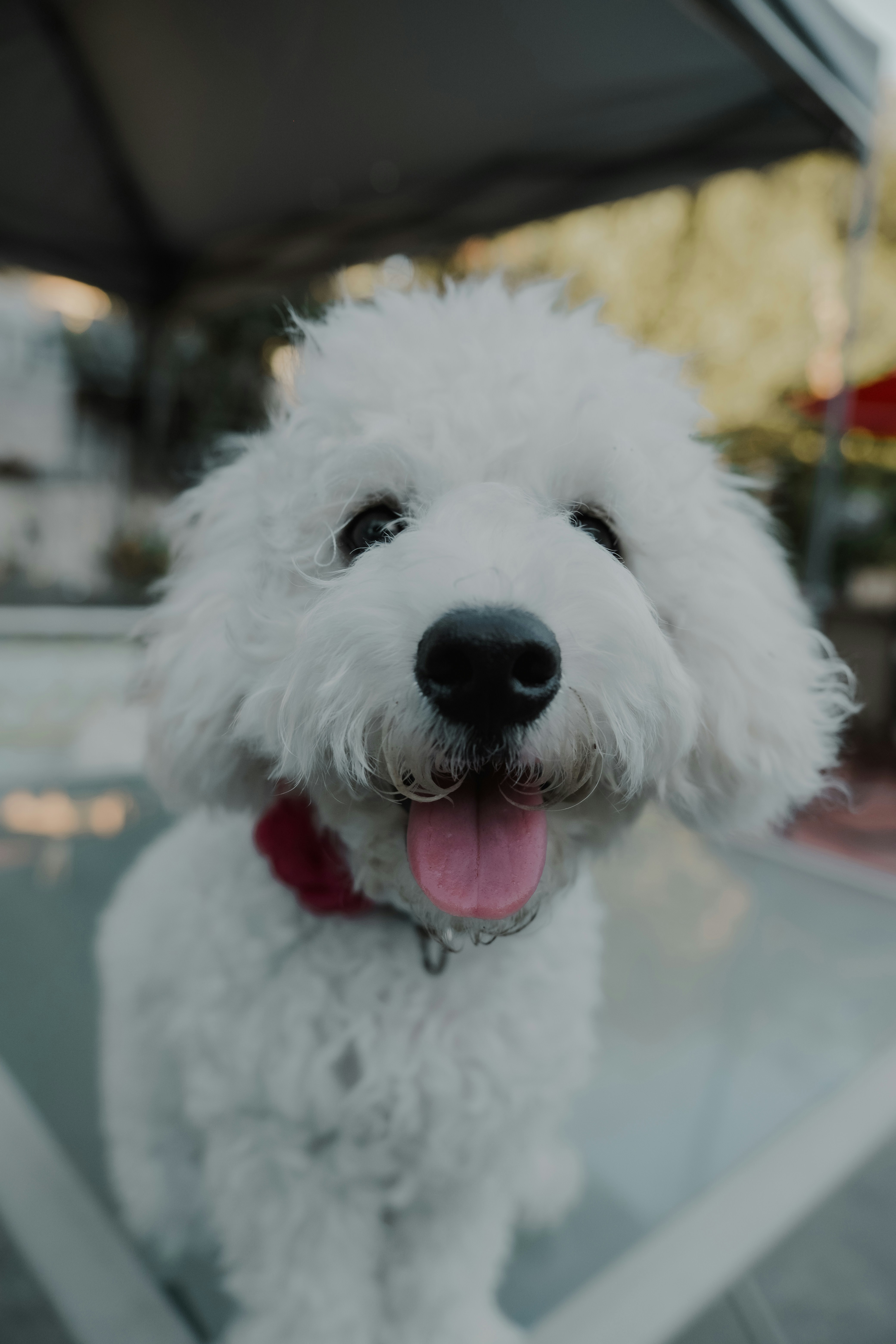 a dog with a flower crown