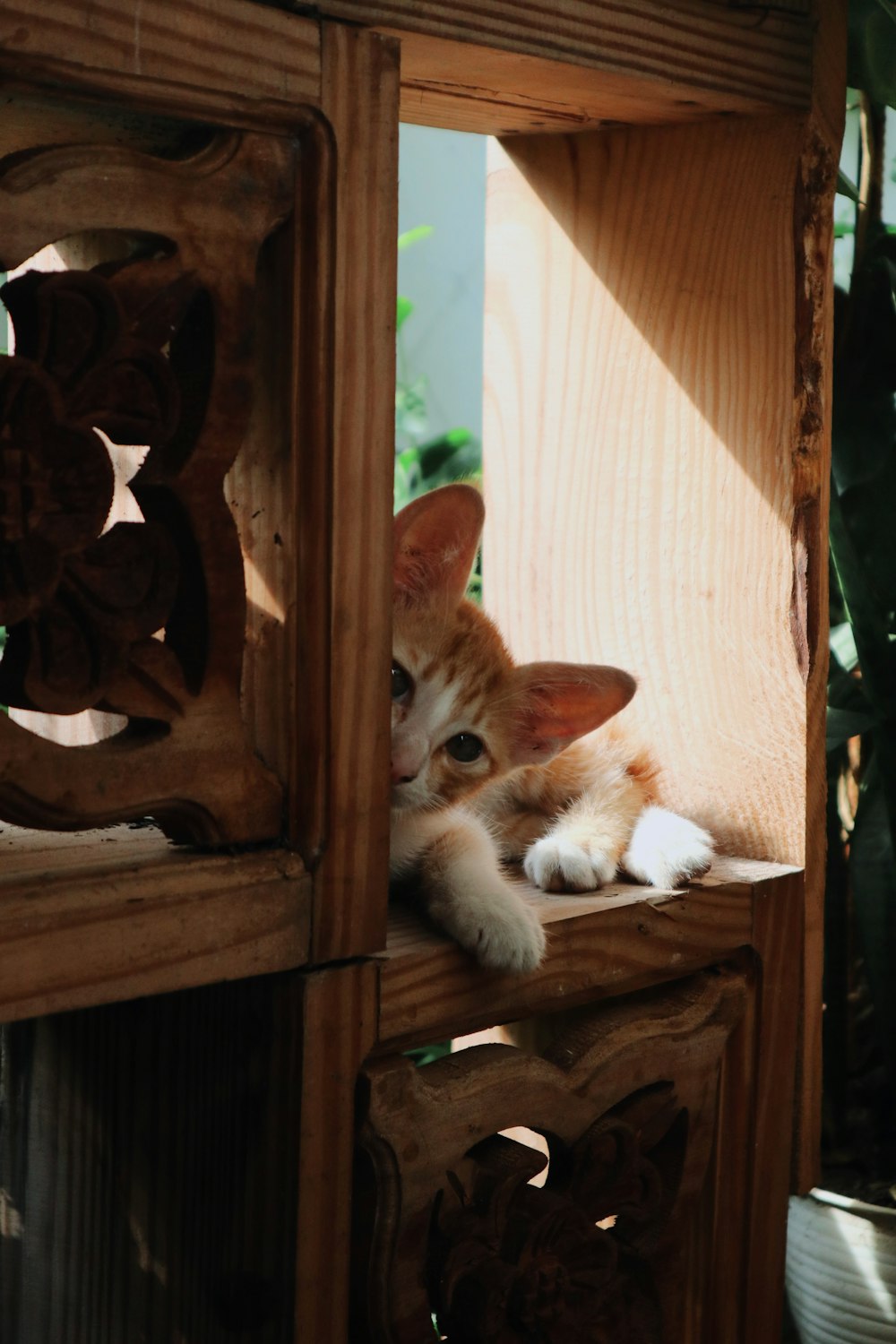a cat sitting on a wooden shelf