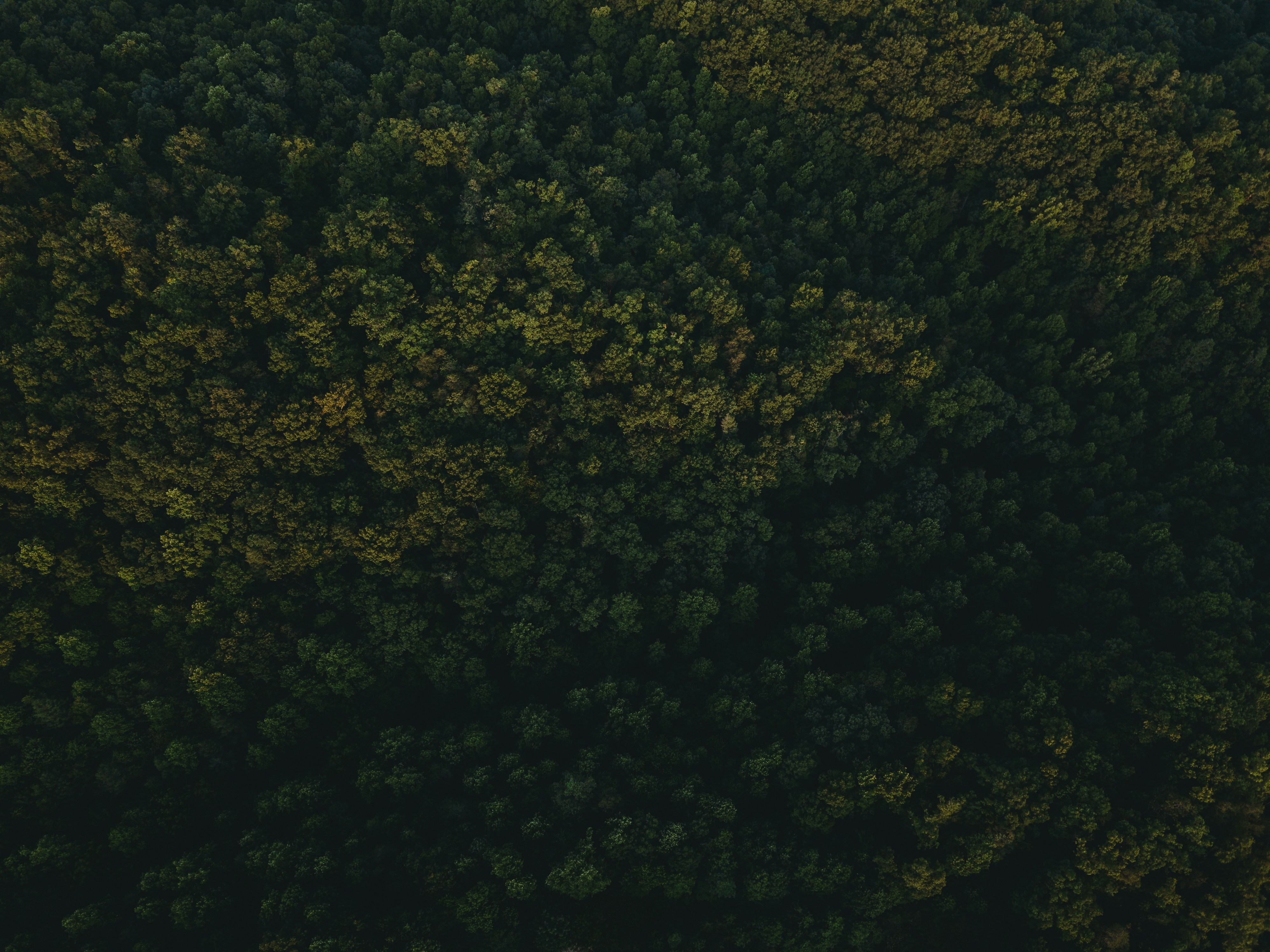 photo 1656039305592 05040537a1da?crop=entropy&cs=tinysrgb&fit=max&fm=jpg&ixid=M3w1MjQ0NjR8MHwxfHNlYXJjaHwxOHx8TWF2aWMlMjBQcm98ZW58MHwwfHx8MTc0MzA1MzU2M3ww&ixlib=rb 4.0